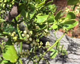 Mistletoe berries are toxic and the sap may irritate the skin of some people.