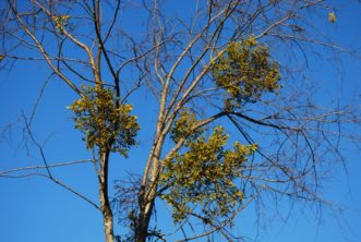 Mistletoe (Phoradendron serotinum) is a half-parasitic plant that has been a part of our culture for centuries.
