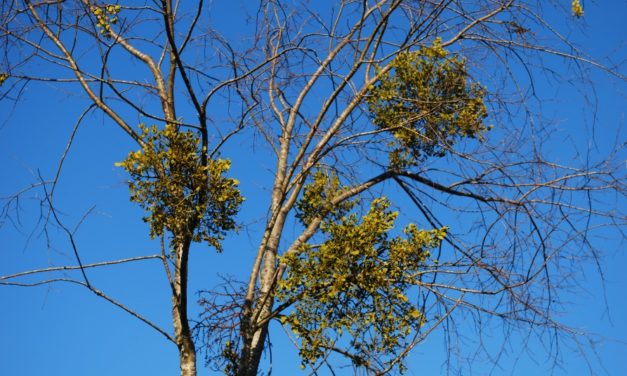 Managing Mistletoe