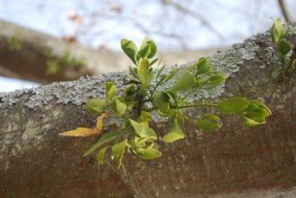 Mistletoe "roots" may extend up to a foot on either side of the point of attachment.