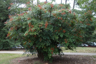 Nandina (Nandina domestica) produces clusters of red berries in sun or shade and can exceed eight feet in height.