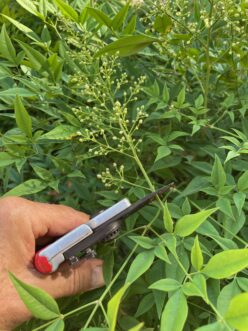 Remove flowers from heavenly bamboo (Nandina domestica) to prevent its spread.