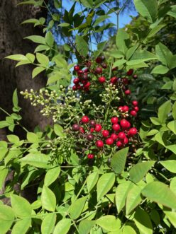 Remove flowers from heavenly bamboo (Nandina domestica) to prevent its spread.