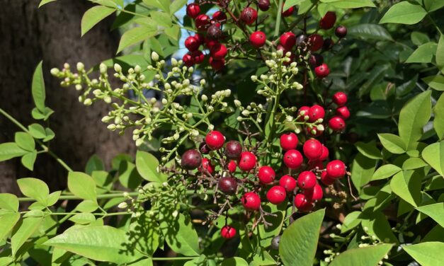 Nandina