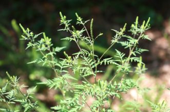 Staminate (male) flower spikes of common ragweed (Ambrosia artemisiifolia). Joey Williamson, ©2013 HGIC, Clemson Extension