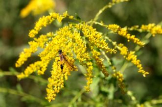 Wasp pollinating goldenrod blooms (Solidago sp.). Joey Williamson, ©2013 HGIC, Clemson Extension