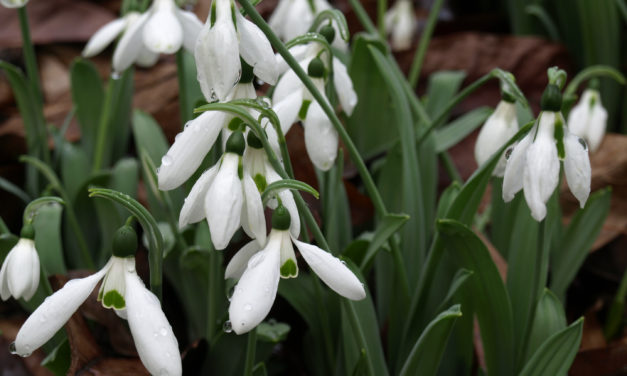 January Week 2 Garden Photos