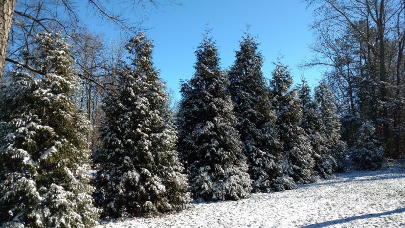Anytime it snows in South Carolina there is a chance that there will be a power outage.