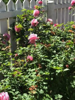 Belinda’s Dream rose in the Carolina Yard Demonstration Garden at Sandhill REC.