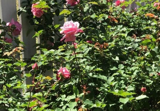 Earth-Kind® Roses