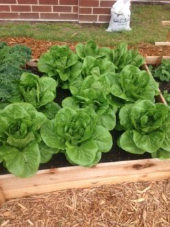 The safest choice for building raised beds is untreated cedar.