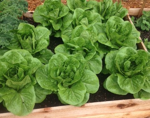 Starting A School Garden- Raised Bed Basics
