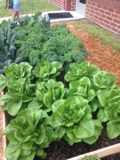 School gardens are a wonderful way to teach students how to grow their own healthy fruits and vegetables.