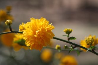 The most popular cultivar of Japanese kerria is a double flowering form, Kerria japonica ‘Pleniflora’. Flowering begins before the foliage appears and blooms are 2-inches in diameter.