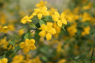 Japanese kerria (Kerria japonica) is a member of the rose family and is an early spring flowering shrub with 1½-inch, yellow, rose-like blooms.