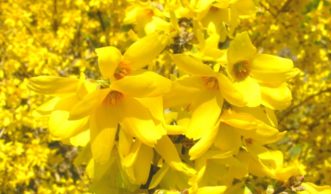 Yellowbells (Forsythia x intermedia) have bright yellow, bell-shaped flowers - each with four petals and orange stamens.