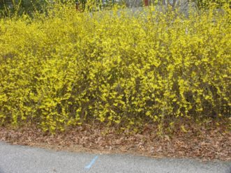 Yellowbells make a nice hedgerow. The cultivar selected determines the height, but many older cultivars used for hedges will grow to between 6 and 10 feet tall at maturity. Plants will slowly sucker and widen.