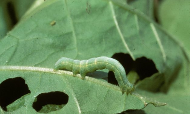 Integrated Pest Management (I.P.M.) for Cabbage Looper
