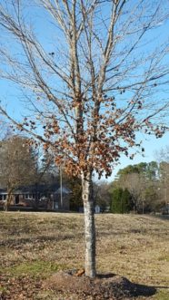Cold autumn temperatures caused the more juvenile lower limbs of this red maple to hold onto their leaves.Joey Williamson, ©2019 HGIC, Clemson Extension 