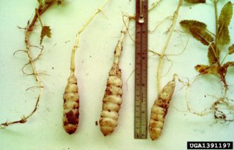 Distinctively shaped Florida betony (Stachys floridana) tubers. John D. Byrd, Mississippi State University, www.forestryimages.org