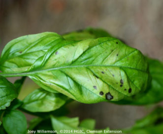 Downy mildew on basil foliage with initial symptoms of pale yellowing and small necrotic (dead) spots.
