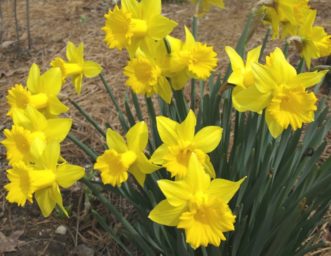 Dutch Master Daffodils (Narcissus ´Dutch Master´) brighten up an early spring day.
