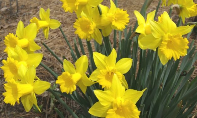 Daffodils Herald the Coming of Spring