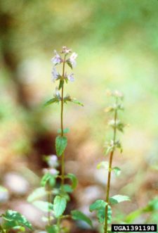 Florida betony (Stachys floridana) showing opposite leaves and mint type flowers. John D. Byrd, Mississippi State University, www.forestryimages.org