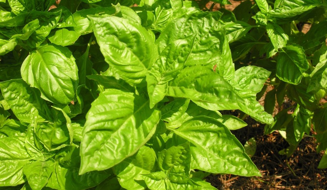 ‘Genovese’ basil (Ocimum basilicum) Joey Williamson, ©2009 HGIC, Clemson University