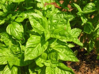 ‘Genovese’ basil (Ocimum basilicum)