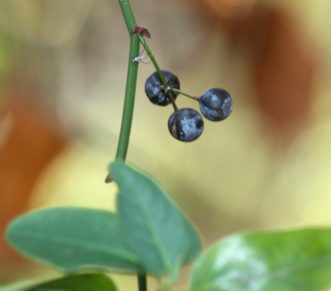 Most species of greenbrier in SC have blue-black or black fruit that contain from one to three hard seeds; a few species have red fruit. Joey Williamson, ©2016 HGIC, Clemson Extension