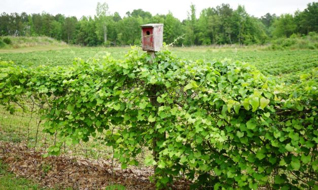 Pruning Muscadines