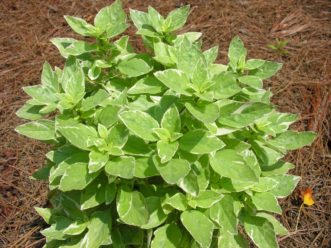 ‘Pesto Perpetuo’ basil (Ocimum x citriodorum)