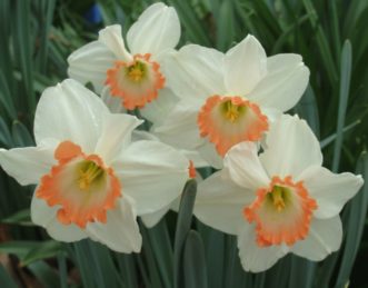Pink Charm Daffodil (Narcissus ‘Pink Charm’) has an ivory trumpet that has a pink ruffled edge surrounded by white petals.