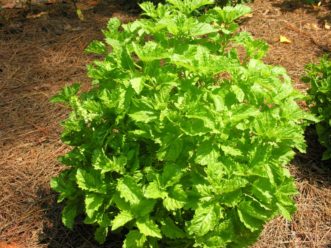 ‘Serata’ basil (Ocimum basilicum)