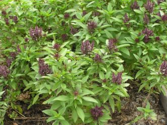 ‘Siam Queen’ basil (Ocimum basilicum)