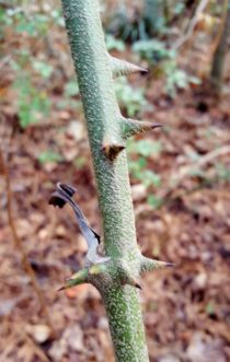 Smilax bona-nox (called the saw greenbrier) is one of the three very common greenbriers in SC. Its mature vines are armored with large, stiff thorns, and the stems are scurfy (i.e., with a scaly crust on the stem surface). Joey Williamson, ©2016 HGIC, Clemson Extension