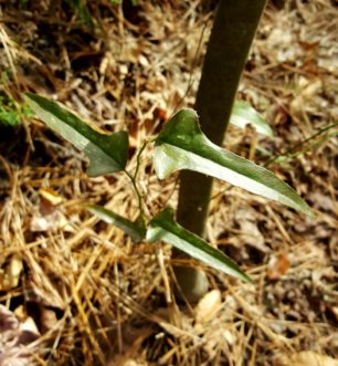 Smilax bona-nox has uniquely shaped leaves with basal lobes, the foliage is mottled (lightly spotted with pale green), and the leaf margins have small spines. The fruit are black. Joey Williamson, ©2016 HGIC, Clemson Extension