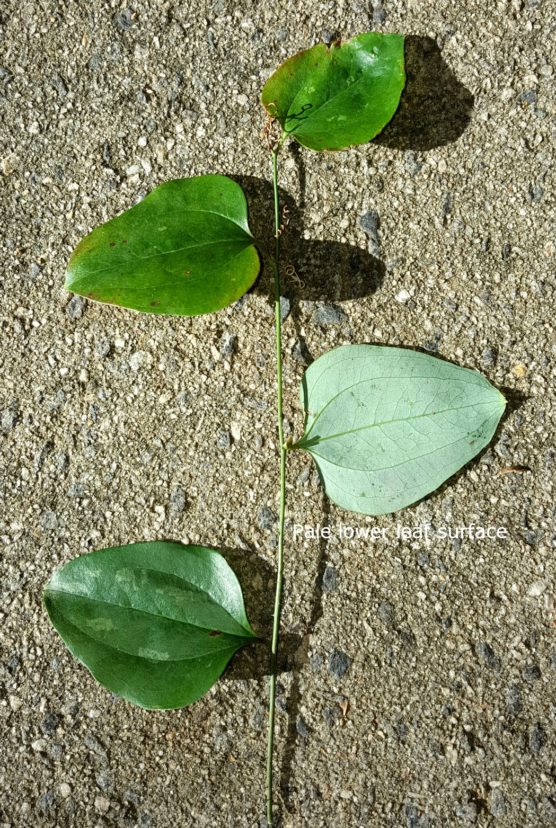 Smilax glabra (called the cat greenbrier) has a pale-colored, lower leaf surface (glaucous), bluish-black fruit, and no spines along the leaf margins. Joey Williamson, ©2016 HGIC, Clemson Extension