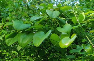 Smilax rotundifolia (called the bullbrier or roundleaf greenbrier) is one of three very common greenbriers in SC. Here it is sprawling over Chinese privet along a creek. Leaves are large, shiny, rounded, and solid green. Joey Williamson, ©2016 HGIC, Clemson Extension