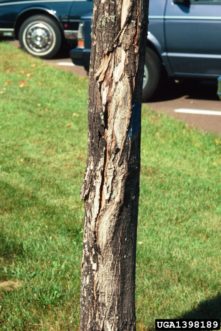 Sugar maple tree with frost crack. Photo credit: Steven Katovich, USDA Forest Service, Bugwood.org