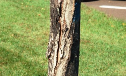 Winter Damage