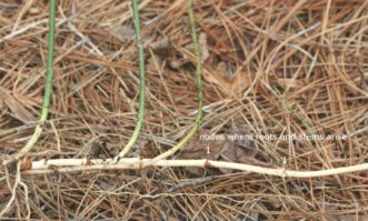 The long, sectioned greenbrier rhizomes have nodes where roots and new vines arise. Joey Williamson, ©2017 HGIC, Clemson Extension