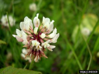 White clover (Trifolium repens) flower with pink color. Tom Heutte, USDA Forest Service, Bugwood.org