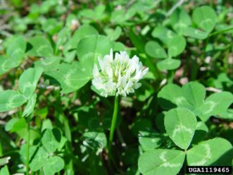 White clover (Trifolium repens) with characteristic white leaf markings. Chris Evans, River to River CWMA, Bugwood.org