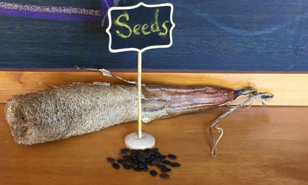 Growing Luffa