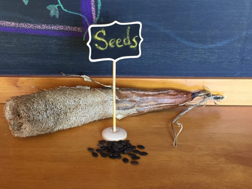 Luffa sponges are ready to harvest when the skin feels loose and brittle around the hardened fibers inside. To process the sponges, peel the skin off, shake the seeds loose. 