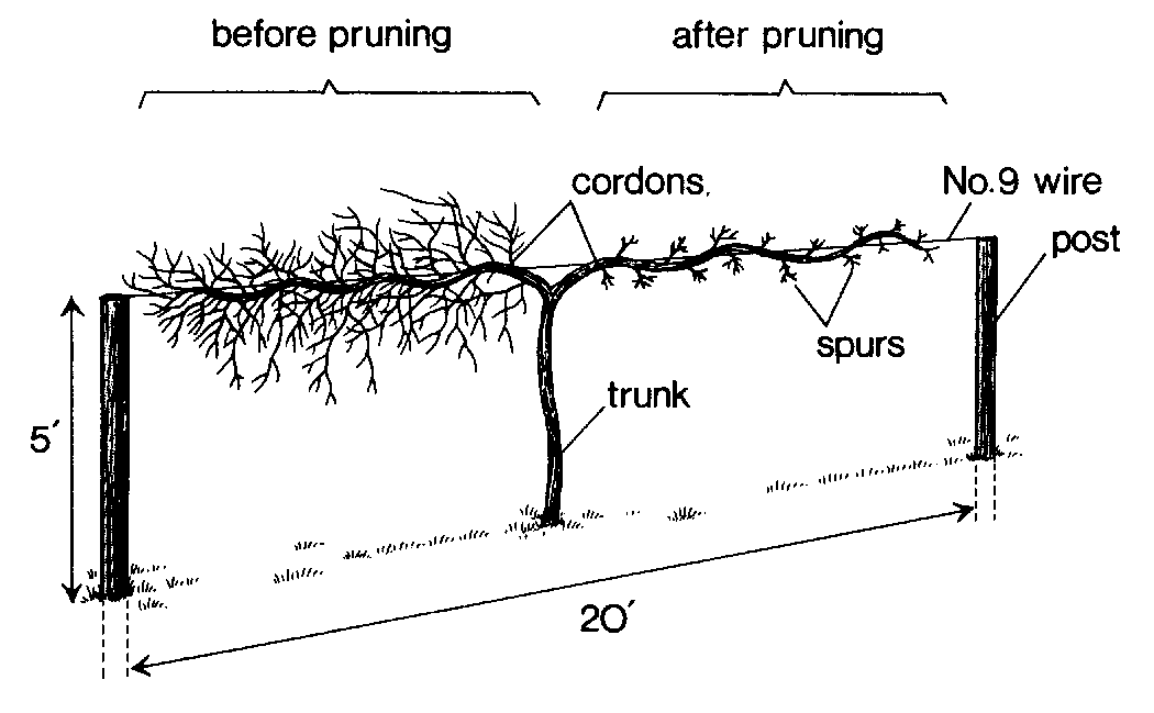 Pruning Muscadines Home & Garden Information Center