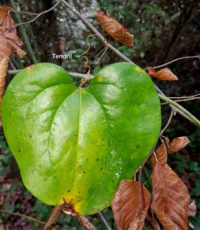 Greenbriers, such as this roundleaf greenbrier, grow tall and attach to woody plants for both support and additional height by tightly holding onto branches with tendrils. Joey Williamson, ©2016 HGIC, Clemson Extension