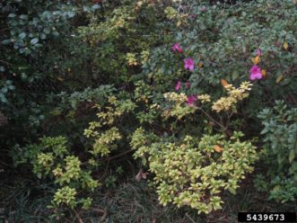 Yellowing of leaves on azalea (Rhododendron sp.) after exposure to glyphosate. Photo by C. Hesselein, Alabama Cooperative Extension System, Bugwood.org